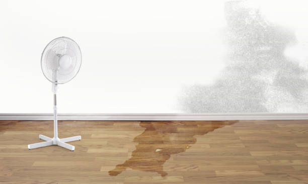 Best Flood damage cleanup  in Abbeville, SC